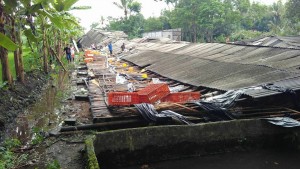kandang
