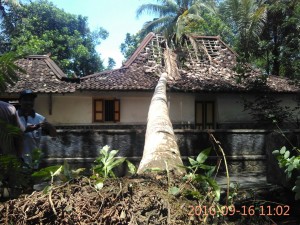 Pohon Kelapa tumbang 1