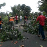 Pemotongan pohon rawan tumbang