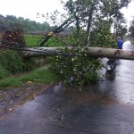 Pohon tumban melintang di jalan dampak angin kencang