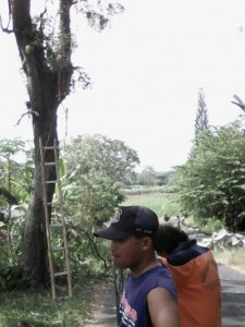 Sementara teman yang lain berjaga dibawah pohon,memegang tali dan memberi tanda bila kendaraan melintas disekitar lokasi