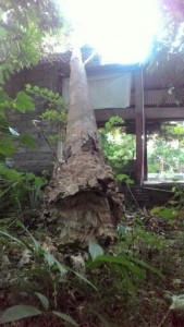 IMG-20170716-WA0011-288x512