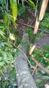 pohon tumbang
