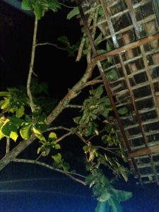 IMG-20190131-WA0044