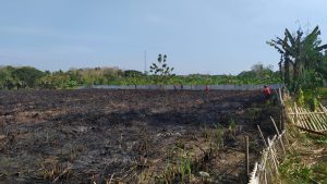 Sisan dedaunan tebu terbakar Foto. Dok TRC