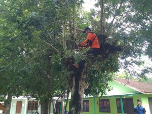 Proses pemotongan pohon rawan bencana