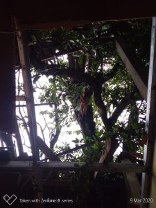 IMG-20200309-WA0010