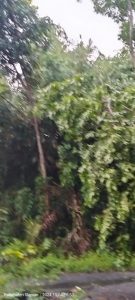 IMG-20241104-WA0068