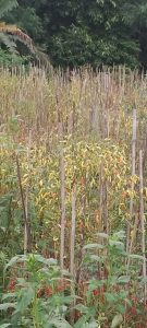 IMG-20241215-WA0014